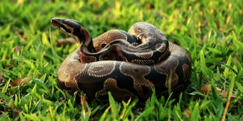 Chiêm bao trăn cưỡi trên người mang thông điệp với con số may mắn là 80